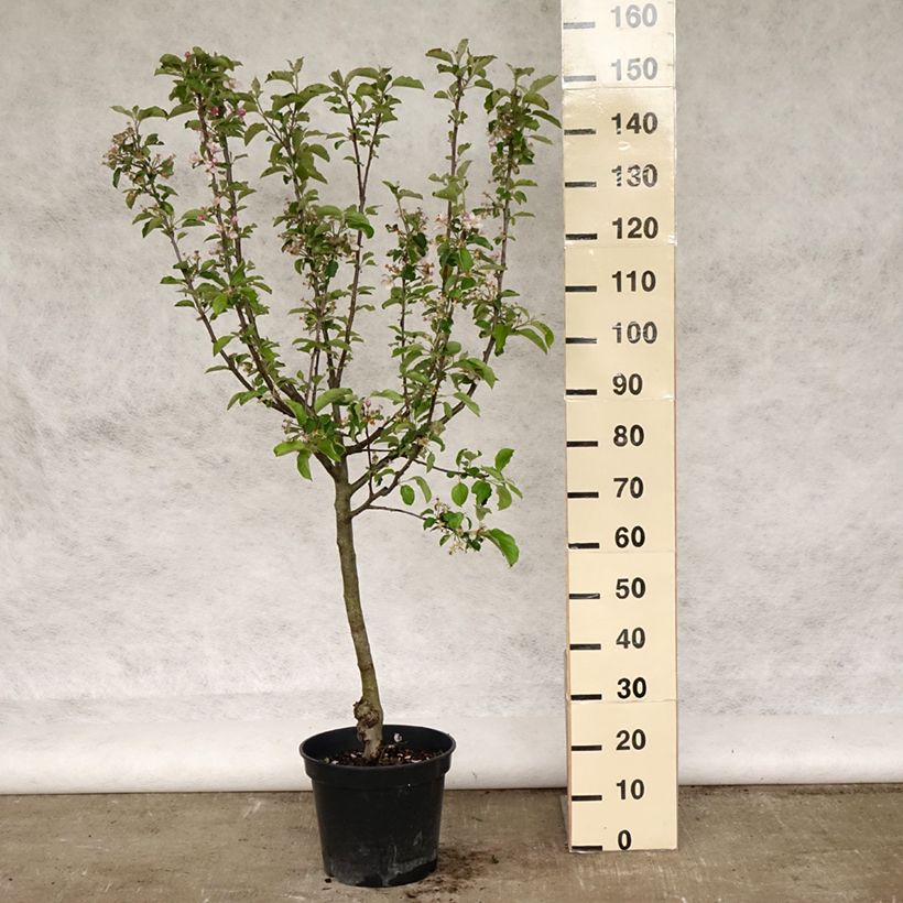 Spécimen de Pommier Grand Alexandre Pot de 7,5L/10L tel que livré au printemps