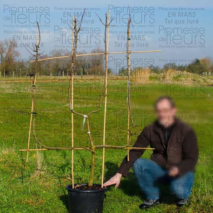 Exemple de spécimen de Pommier Granny Smith - Palmette Verrier Pot de 18L/20L tel que livré