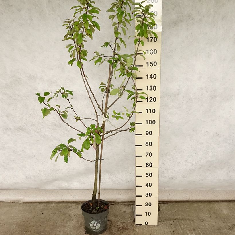 Spécimen de Pommier Gravenstein Pot de 7,5L/10L, Gobelet tel que livré en été