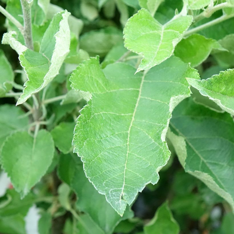Pommier Gravenstein (Feuillage)