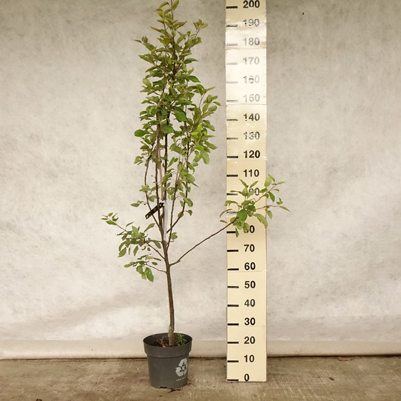 Spécimen de Pommier Ingrid Marie Pot de 7,5L/10L tel que livré en été