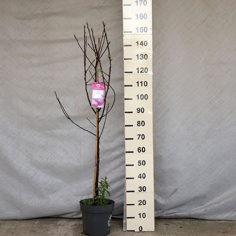 Spécimen de Pommier Ingrid Marie Pot de 7,5L/10L tel que livré au printemps