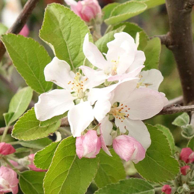 Pommier Ingrid Marie (Floraison)