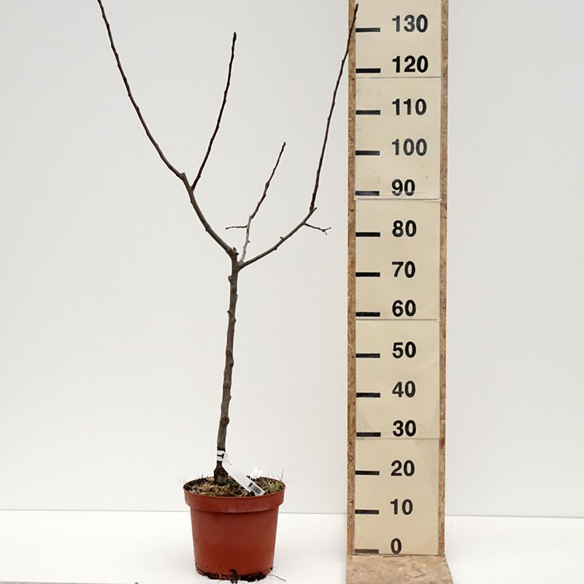 Spécimen de Pommier Jacques Lebel - Pot de 7,5L/10L - 1014 tel que livré en hiver