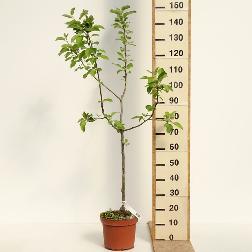 Spécimen de Pommier Jacques Lebel Pot de 7,5L/10L, Gobelet tel que livré au printemps