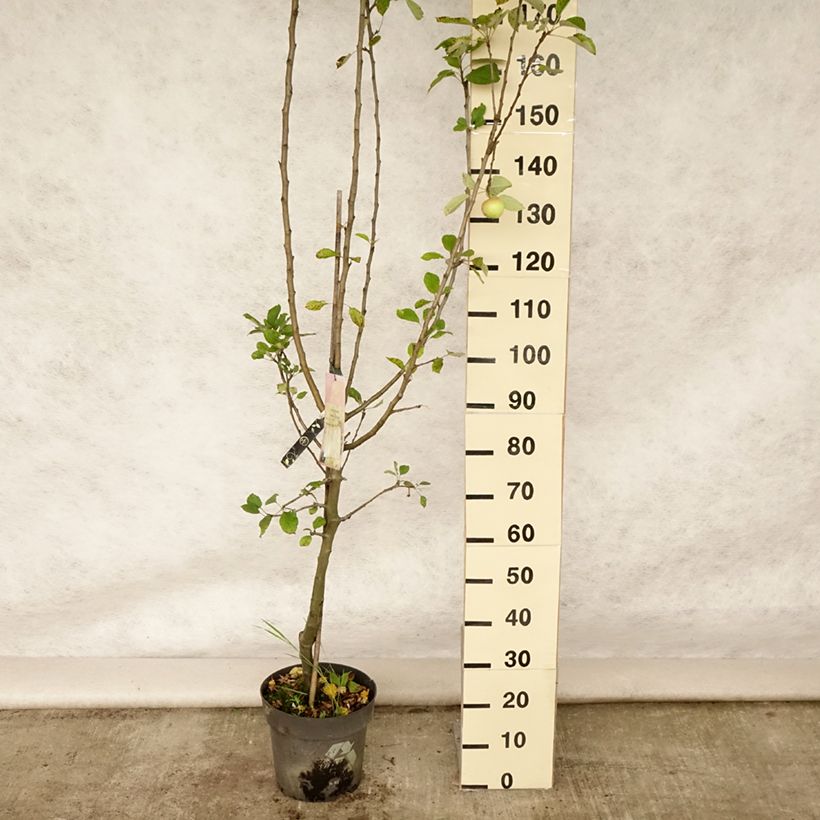 Spécimen de Pommier James Grieve Pot de 7,5L/10L, Gobelet tel que livré en été
