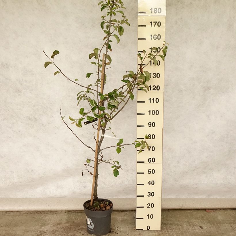 Spécimen de Pommier Jonagold Pot de 7,5L/10L, Gobelet tel que livré en été
