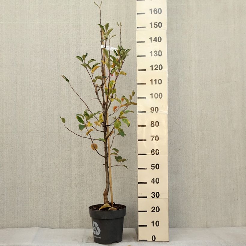 Spécimen de Pommier Karneval Pot de 7,5L/10L, Gobelet tel que livré en automne