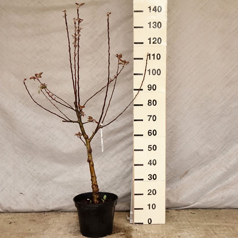 Spécimen de Pommier Maggy - Gobelet en pot de 7,5L tel que livré au printemps