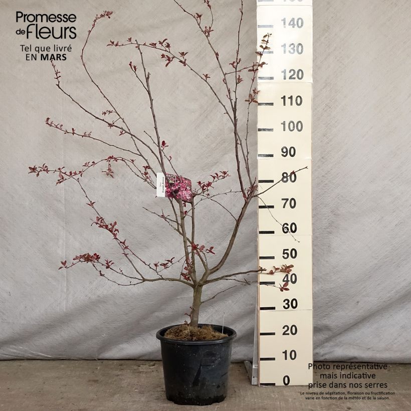 Spécimen de Pommier d'ornement - Malus Diable Rouge Pot de 12L/15LHauteur livrée env. 250cm tel que livré au printemps