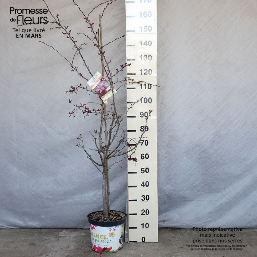 Spécimen de Pommier d'ornement - Malus Diable Rouge Pot de 7,5L/10L, QuenouilleHauteur livrée env. 150cm tel que livré au printemps