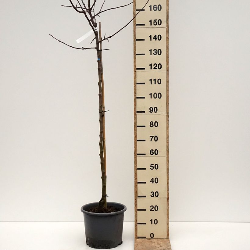 Spécimen de Pommier Belchard - Malus domestica Chanteclerc Pot de 12L/15L, Demi-TigeHauteur livrée env. 200/220cm tel que livré en hiver