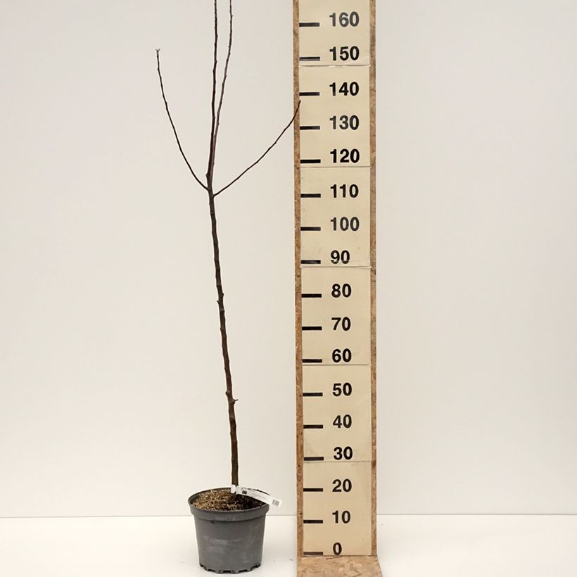 Spécimen de Pommier - Malus domestica Braeburn - Pot de 7,5L/10L - 1013 tel que livré en hiver