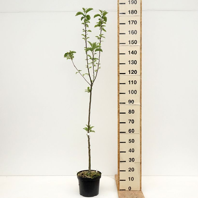 Spécimen de Pommier - Malus domestica Braeburn Pot de 7,5L/10L, Scion tel que livré au printemps