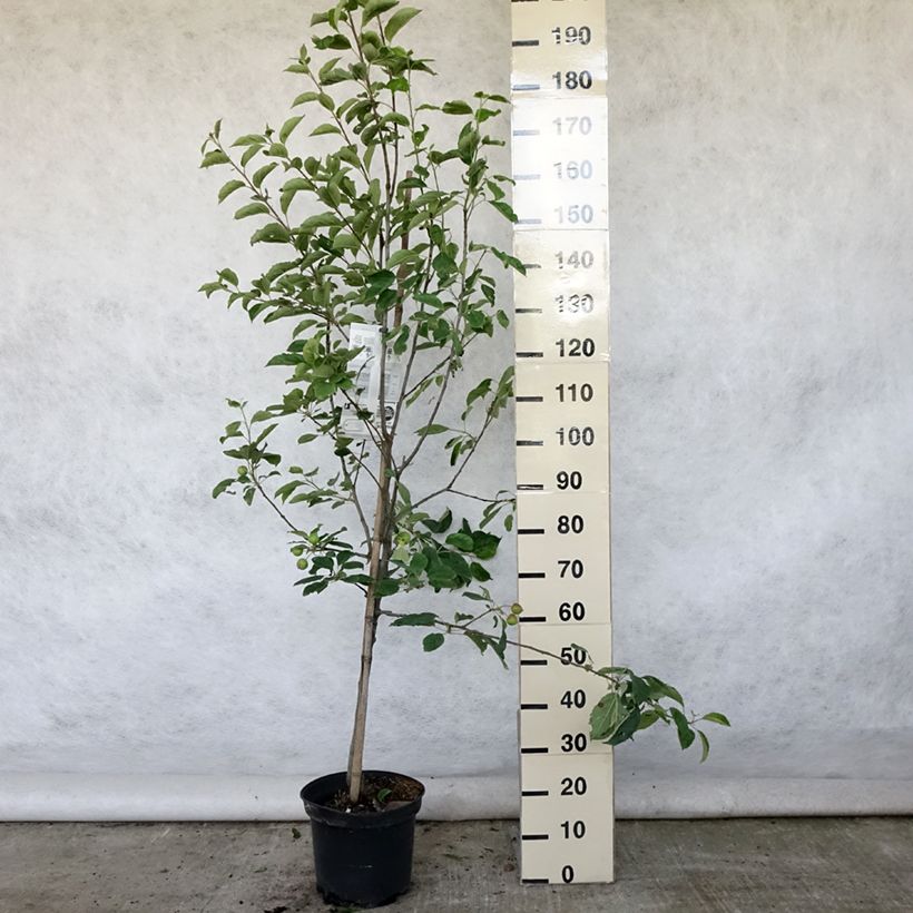 Spécimen de Pommier Idared - Malus domestica Pot de 7,5L/10L, Gobelet tel que livré en été