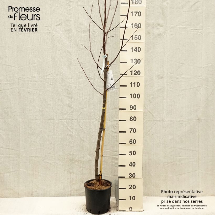 Spécimen de Pommier Reinette Blanche du Canada Pot de 7,5L/10L, Demi-Tige tel que livré en hiver