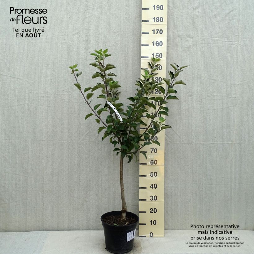 Spécimen de Pommier Reinette Blanche du Canada Pot de 7,5L/10L, GobeletHauteur livrée env. 140/160cm tel que livré en été