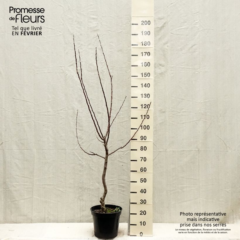 Spécimen de Pommier Reinette Blanche du Canada Pot de 7,5L/10L, GobeletHauteur livrée env. 140/160cm tel que livré en hiver