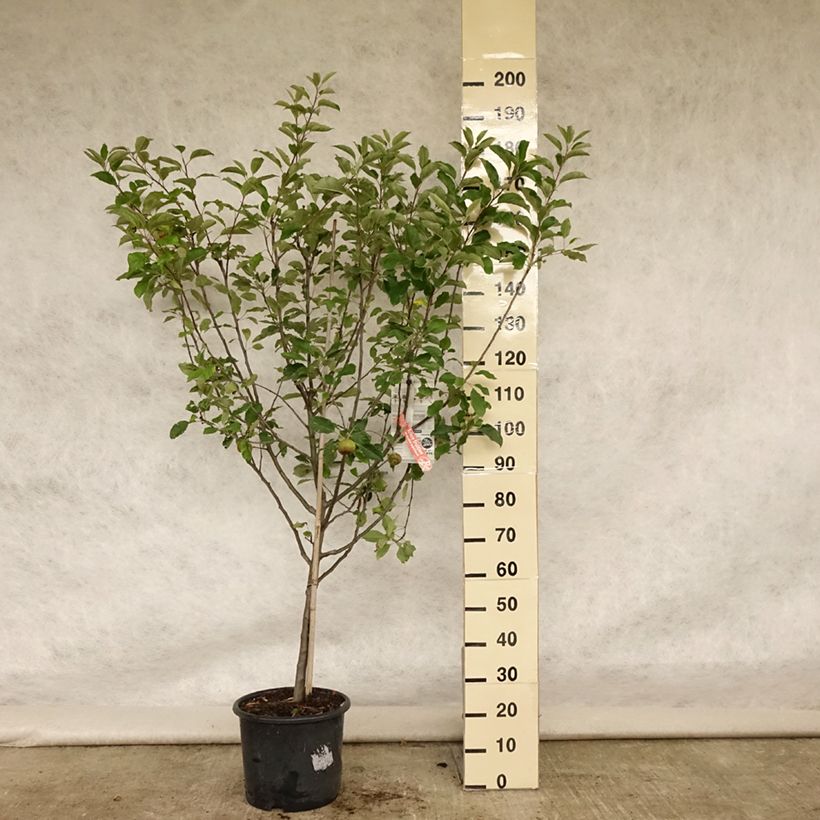 Spécimen de Pommier Melrose Pot de 7,5L/10L, Gobelet tel que livré en été