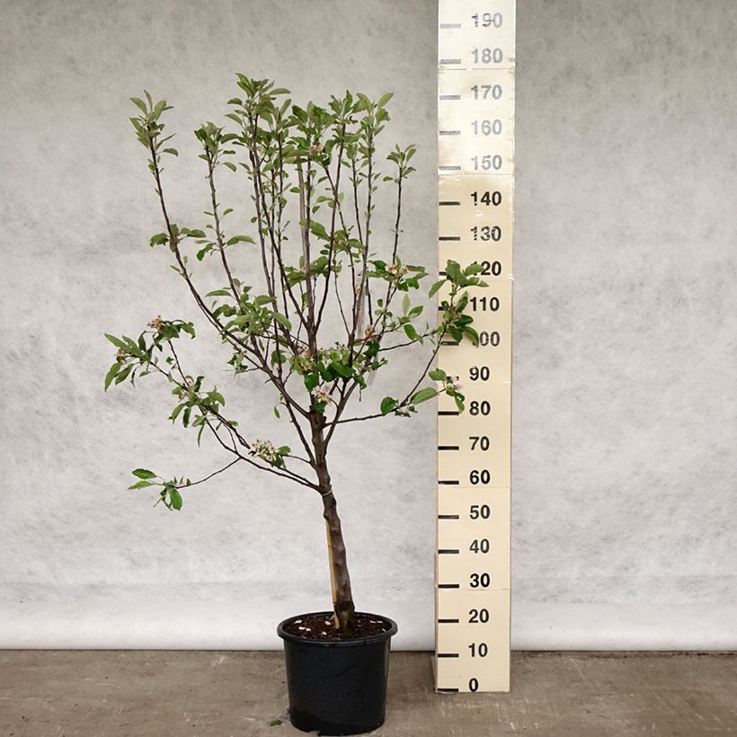 Spécimen de Pommier Melrose Pot de 7,5L/10L tel que livré au printemps