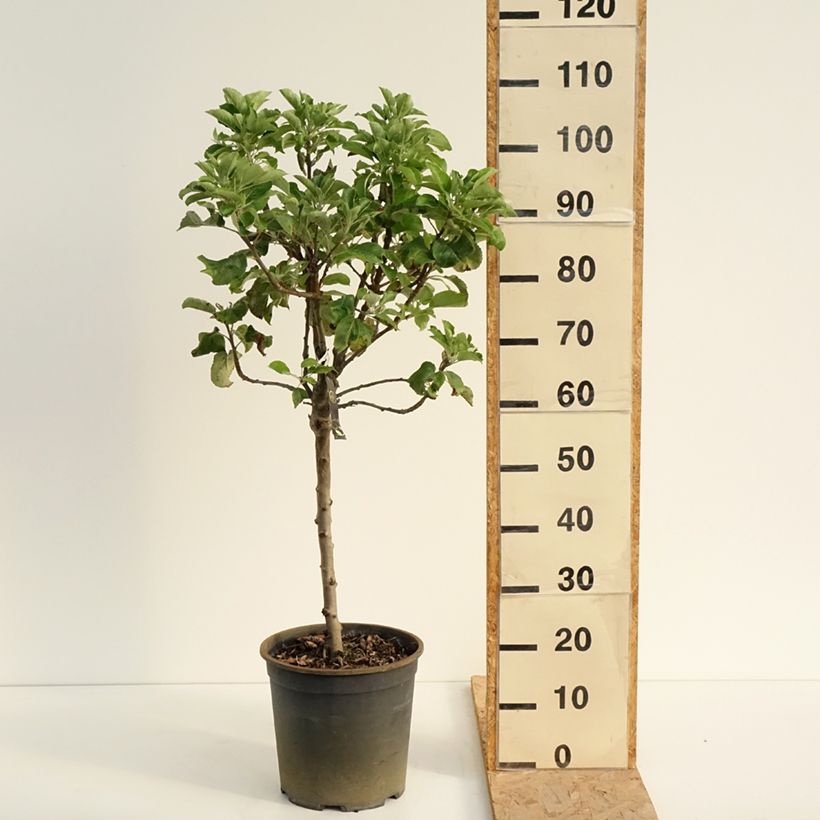 Spécimen de Pommier nain Delicado Pot de 7,5L/10L, Tige de 30 cm tel que livré en été