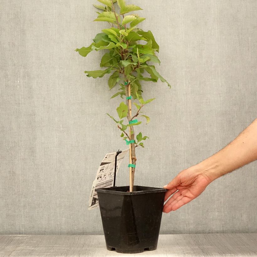 Spécimen de Pommier nain Fruit Me Apple Me Red Gala  Pot de 4L/5L, Nain tel que livré en été