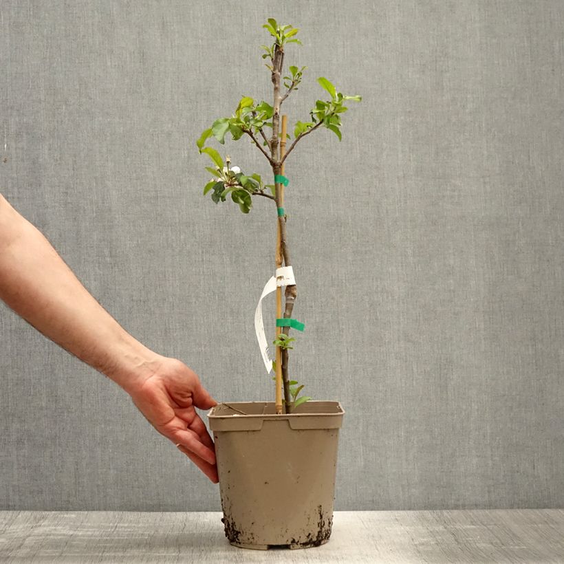 Spécimen de Pommier nain Fruit Me Apple Me Red Gala Pot de 4/5L tel que livré au printemps