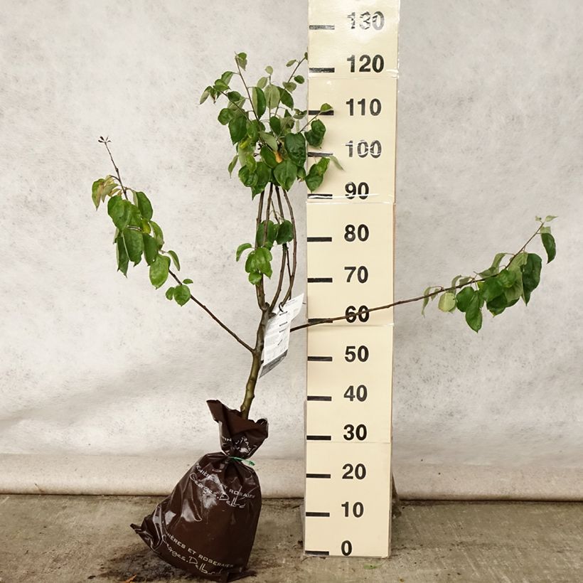 Spécimen de Pommier Rambour d'Hiver  Motte "Prêt-à-planter", Gobelet tel que livré en été