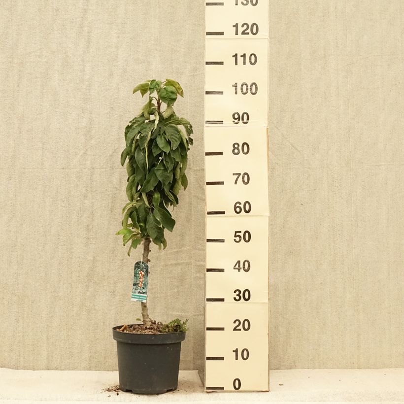 Spécimen de Pommier colonnaire Red Sensation Pot de 4L/5L, Colonnaire tel que livré en été
