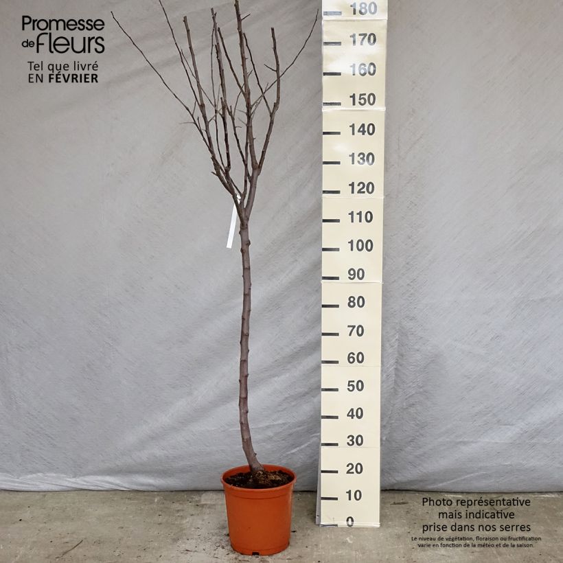 Spécimen de Pommier Reine des Reinettes - Gobelet en pot de 10L tel que livré en hiver