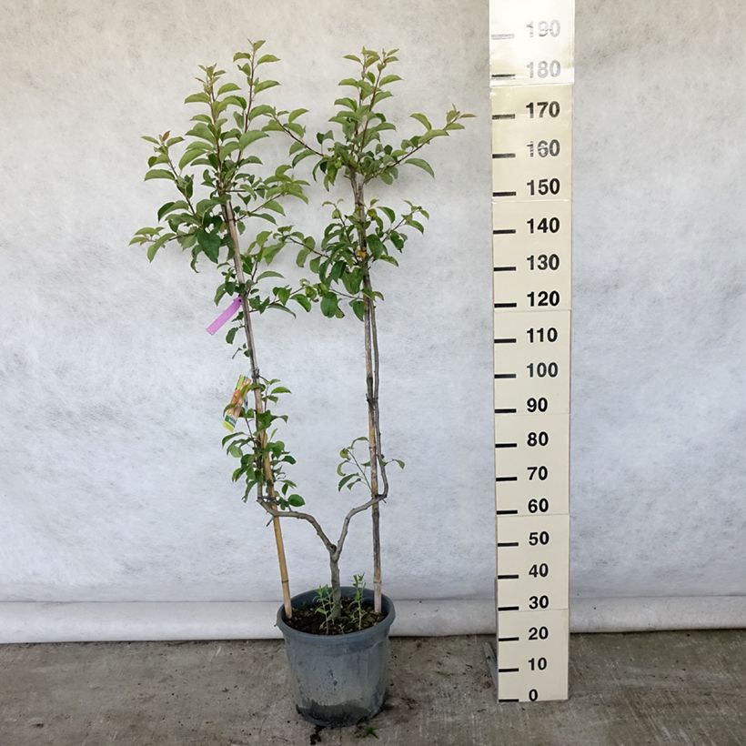 Spécimen de Pommier Reine des Reinettes Pot de 12L/15L, Palmette simple U tel que livré en été
