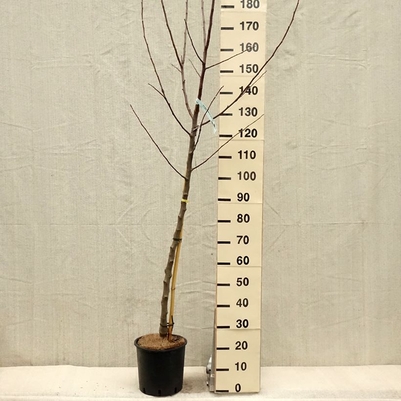 Spécimen de Pommier Reinette Blanche du Canada Pot de 7,5L/10L, Demi-TigeHauteur livrée env. 150/175cm tel que livré au printemps
