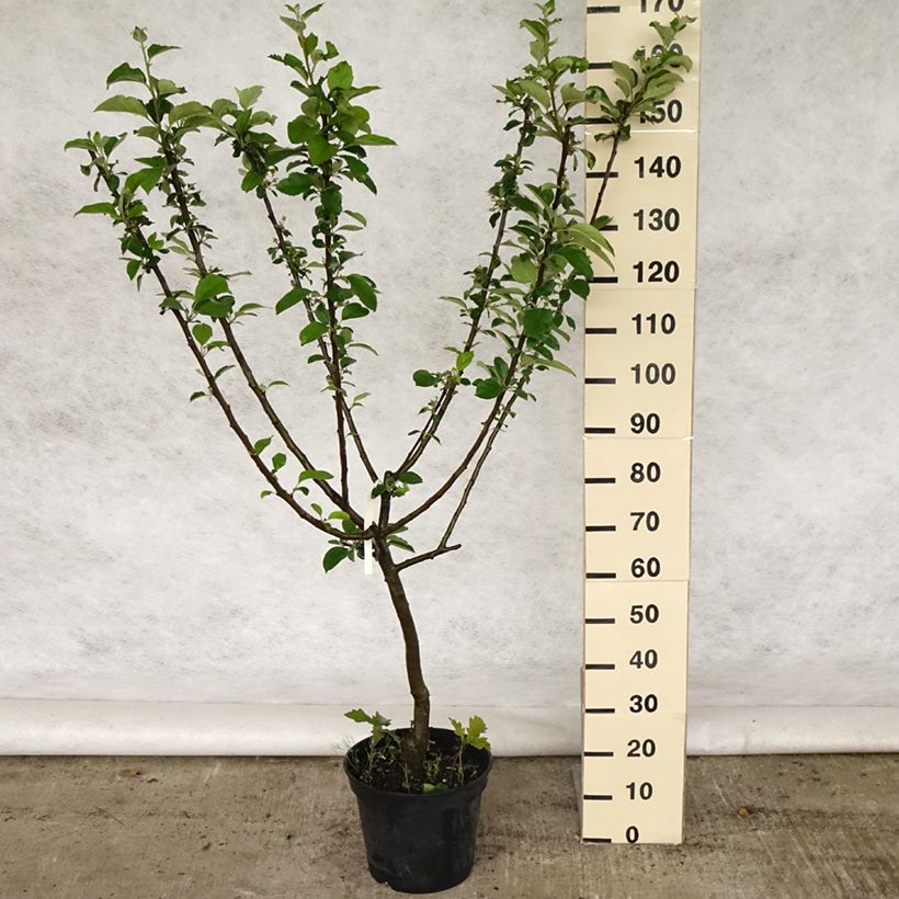 Spécimen de Pommier Reinette Clochard en pot de 7,5/10L tel que livré au printemps