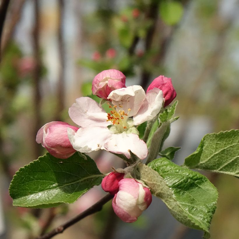 Pommier Reinette Clochard (Floraison)
