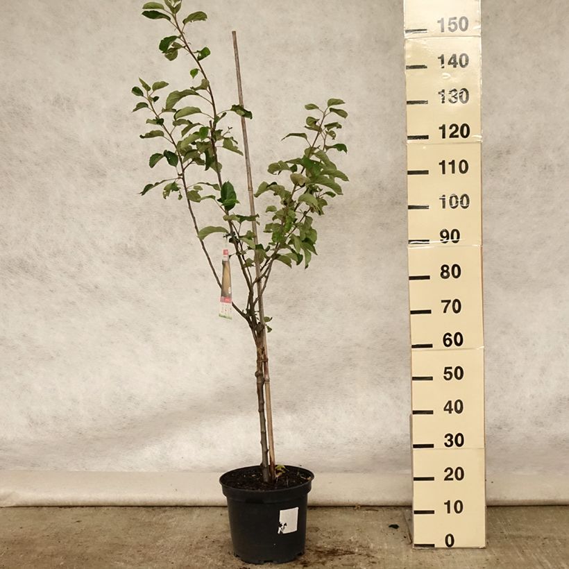 Spécimen de Pommier Reinette de Brive Pot de 7,5L/10L tel que livré en été