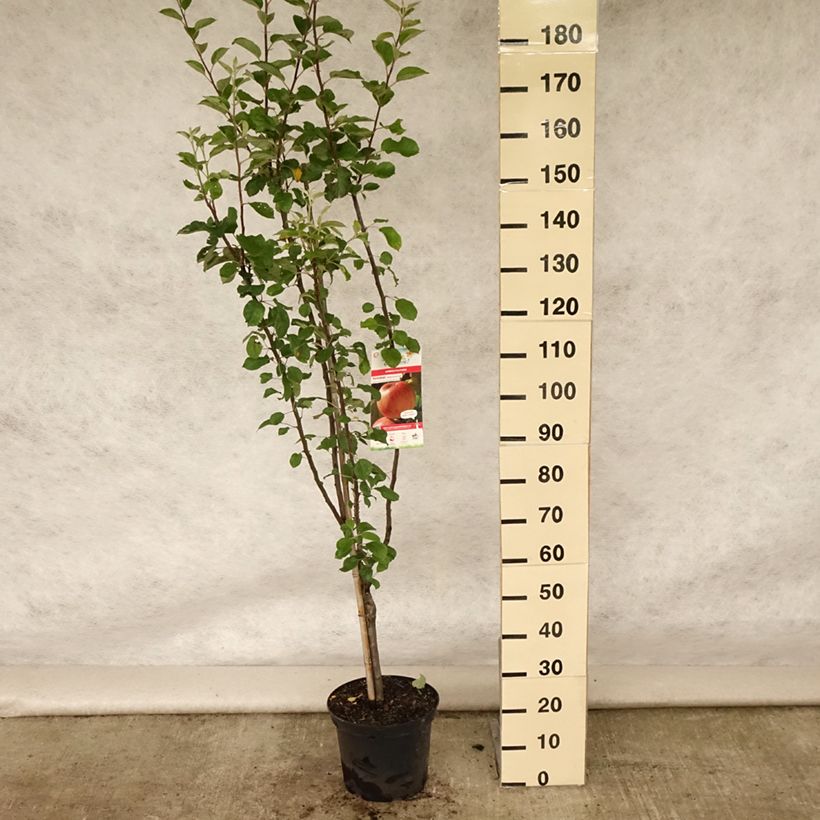 Spécimen de Pommier Reinette de Caux Pot de 7,5L/10L, Gobelet tel que livré en été