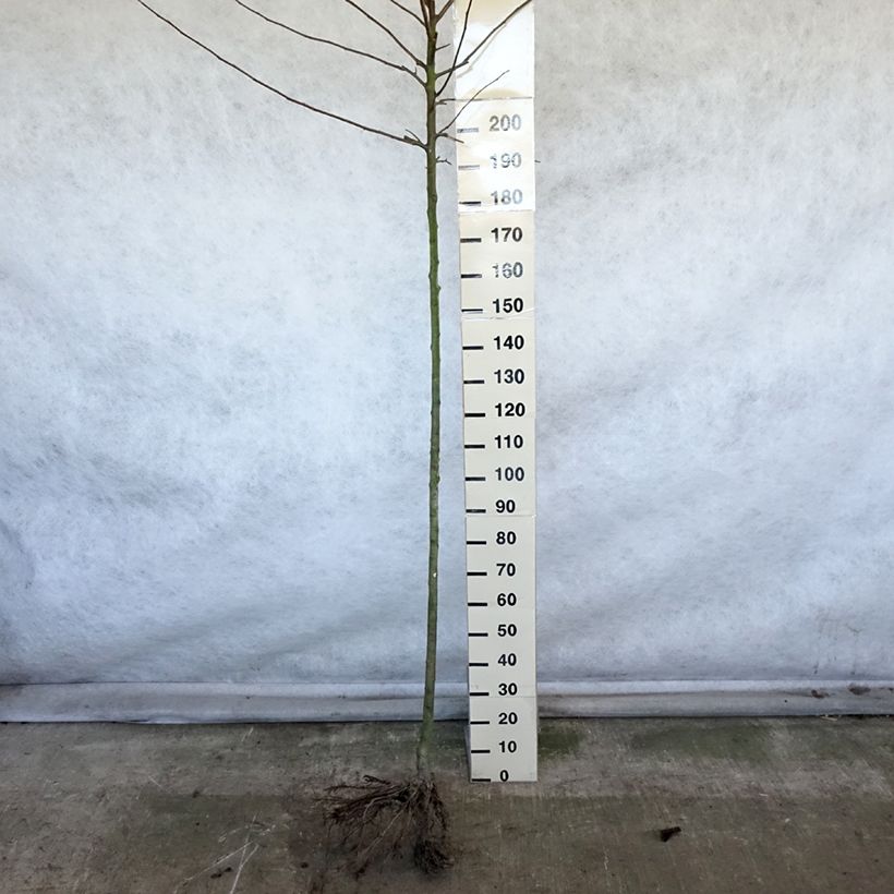 Spécimen de Pommier Reinette Etoilée - Sterappel Grandes Racines nues, Haute-TigeHauteur livrée env. 250cm tel que livré en hiver