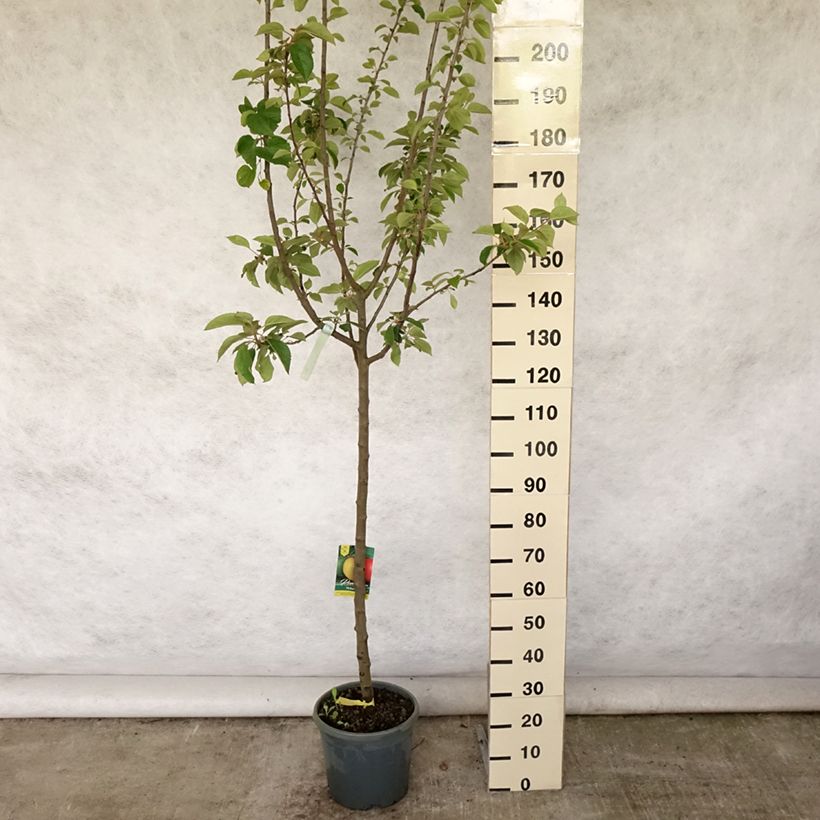 Spécimen de Pommier Reinette grise du Canada Pot de 7,5L/10L, Demi-Tige tel que livré en été