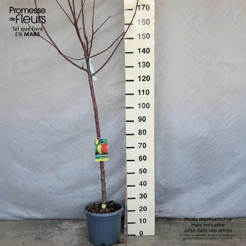 Spécimen de Pommier Reinette grise du Canada - Demi-tige en pot de 10L tel que livré au printemps