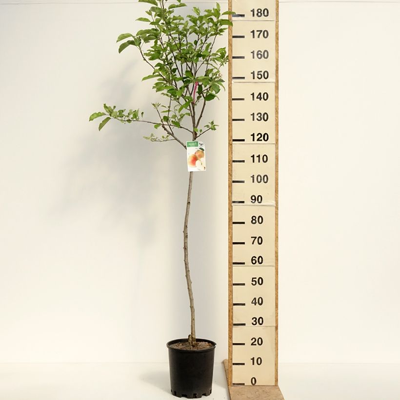 Spécimen de Pommier Royal Gala Pot de 7,5L/10L, Demi-Tige, Demi-tige tel que livré au printemps