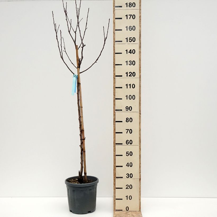 Spécimen de Pommier Royal Gala - Demi-tige en pot de 10L tel que livré en hiver