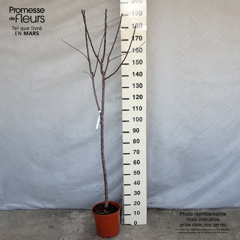 Spécimen de Pommier Royal Gala - Gobelet en pot de 10L tel que livré au printemps