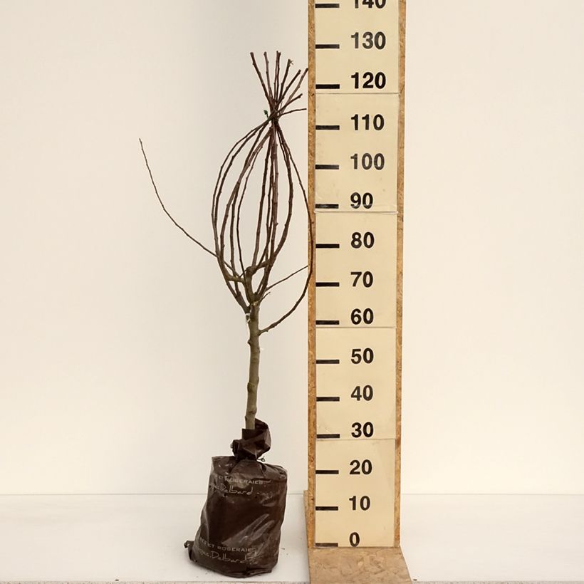 Spécimen de Pommier Royale Delbard - Delbardivine - Georges Delbard Motte "Prêt-à-planter", GobeletHauteur livrée env. 100/+cm tel que livré au printemps