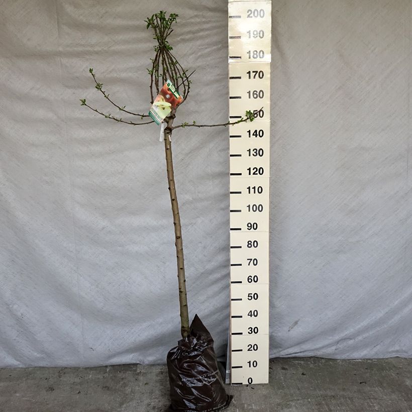 Spécimen de Pommier Royale Delbard - Delbardivine - Georges Delbard Motte "Prêt-à-planter", Demi-TigeHauteur livrée env. 190/+cm tel que livré au printemps