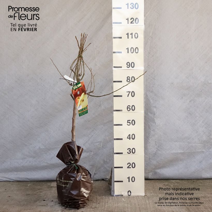 Spécimen de Pommier Royale Delbard - Delbardivine - Georges Delbard Motte "Prêt-à-planter", GobeletHauteur livrée env. 100/+cm tel que livré en hiver