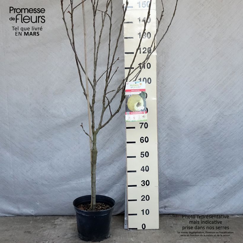 Spécimen de Pommier Transparente de Croncels Pot de 7,5L/10L tel que livré au printemps