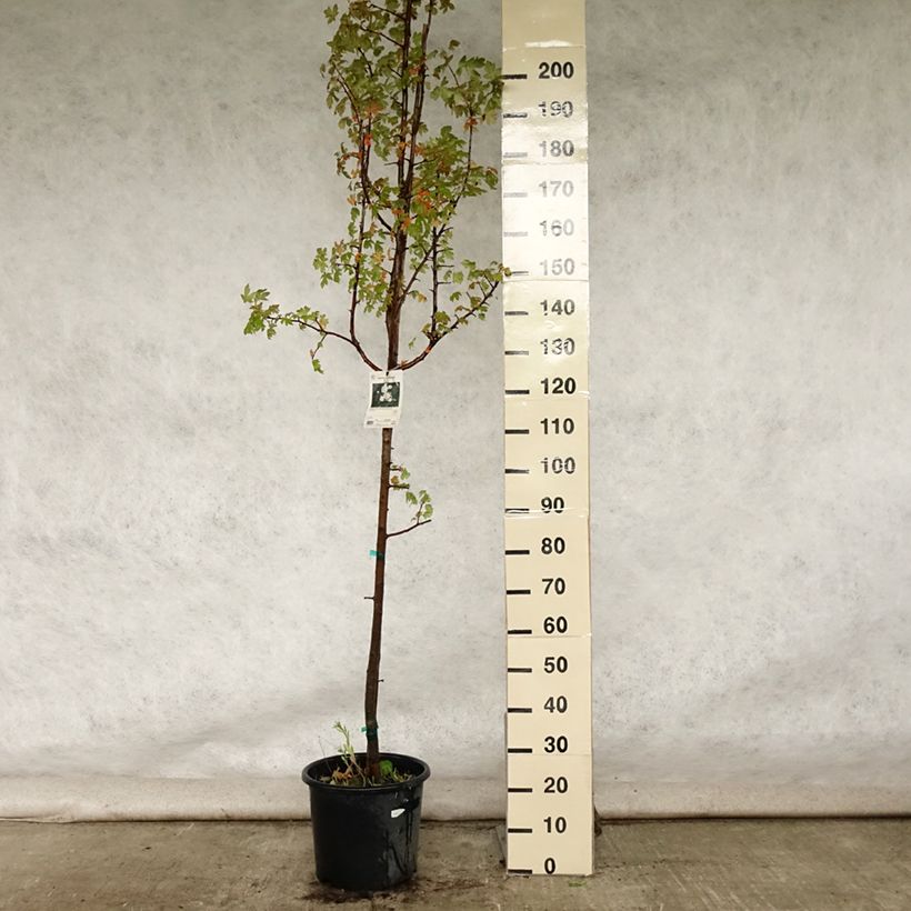 Spécimen de Pommier trilobé - Malus trilobata Pot de 12L/15L, Baliveau tel que livré en été