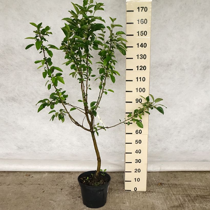 Spécimen de Pommier Winter Banana Pot de 7,5L/10L tel que livré au printemps