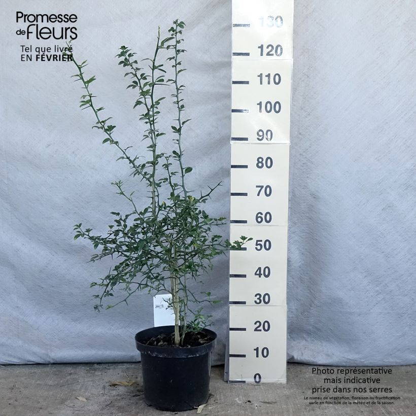 Spécimen de Poncirus trifoliata - Citronnier épineux tel que livré en hiver