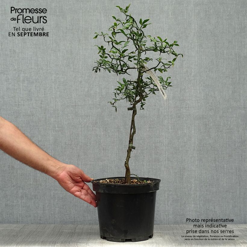 Spécimen de Poncirus trifoliata Flying Dragon - Citronnier tortueux Pot de 2L/3L tel que livré en automne